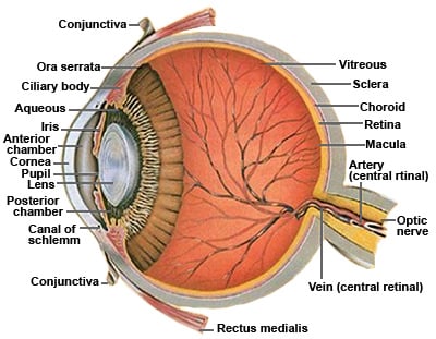 Anatomy of the Human Eye - Cross-section view
