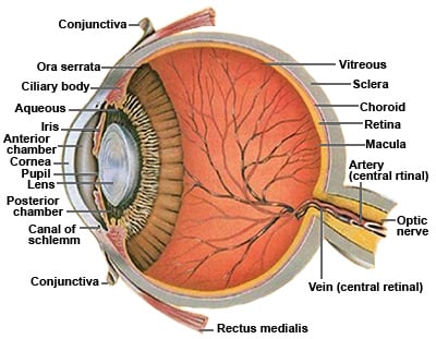 https://www.mastereyeassociates.com/Portals/60407/images//Anatomy_of_the_Human_Eye-Cross_section_view.jpg