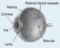Macular degeneration retina degeneration AMD macula fovea