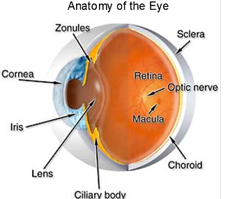 ocular anatomy Master Eye Associates