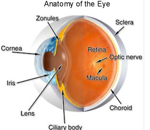 Eye Anatomy Ocular Anatomy Vision Conditions & Problems