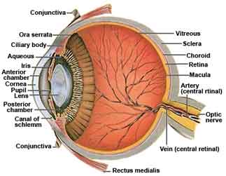 eye anatomy